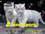 cue tigers