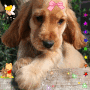 pup2pup