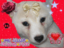Shining Starr