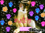 Terry the cat