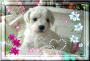 didou47240