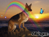 A German Shepherd Dog.