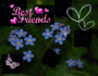 Forget Me Nots