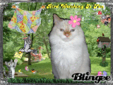 Bird Watching
