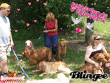 Goldens are Love