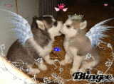 chiens chiens