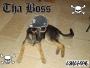 the boss