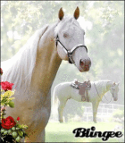Western Horses