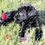 black lab black lab