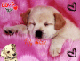 my chiot