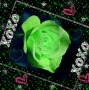 Green Rose Green Rose