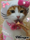 hello Kitty Cat