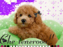cagnolino tenero tenero!!!