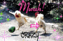 Chicken soccer