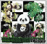 sweet panda