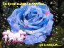 rose amour