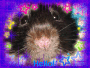 Hello