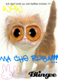 Wow ma che roba... gatto pazzo