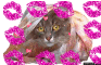 pour minou