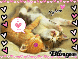 cat love