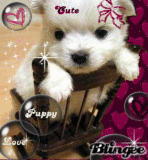 Puppy Love