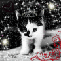 Black and white kitten