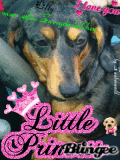 Lilly unser süßes Zwerdackelchen