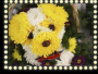 flower dog2