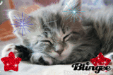 Miaw xxxx aww ilu