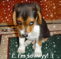 sad dog