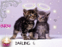 SISTER CHATTE