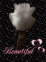 Beautiful ROse