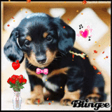 chiot chiot