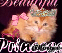 cuitekitty