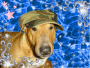 Abyss bull terrier 2