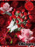 PRETTY ROSES