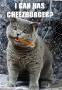 cheeseburger cat