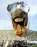 funne horse funne horse