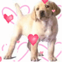 cagnolino