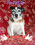 Everydogsmom