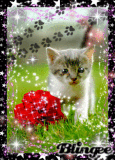 Micetto