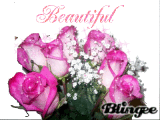 pink roses