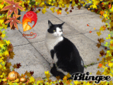 Daisy Loves Autumn Daisy Loves Autumn