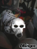 liberty sunglasses