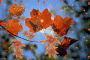 autumn autumn