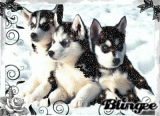 huskysS