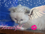 littel prinssece