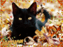 autumn cat
