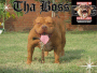 REDLION PITBULL GO TO (REDLIONVN.COM)