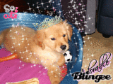 mon chien